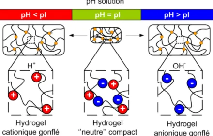 Figure 1.3.  Schéma  de  l’état  d’hydrogels  de  protéines  en  fonction  du  pH  de  la  solution  aqueuse par rapport au pI