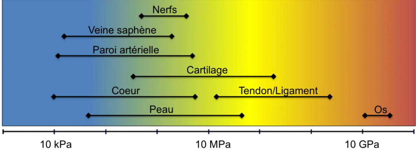 Figure 1.4.  Gamme des modules d’élasticité de différents tissus biologiques. Reproduite et  traduite de la référence 55 © 2014 avec la permission de Elsevier