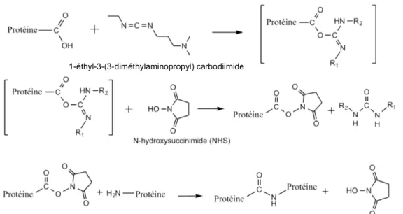Figure 1.7.  Schéma réactionnel de réticulation covalente des protéines en présence de EDC  et NHS