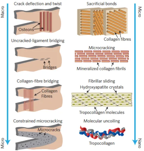 Figure 1.9.  Schéma  des  mécanismes  menant  à  la  grande  ténacité  des  os,  de  l’échelle  macroscopique  à  l’échelle  nanoscopique