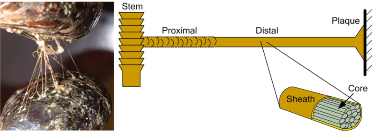 Figure 1.11. Photo  d’une  moule  accrochée  à  une  autre  moule  par  son  byssus  et  schéma  des  différentes parties composant une fibre