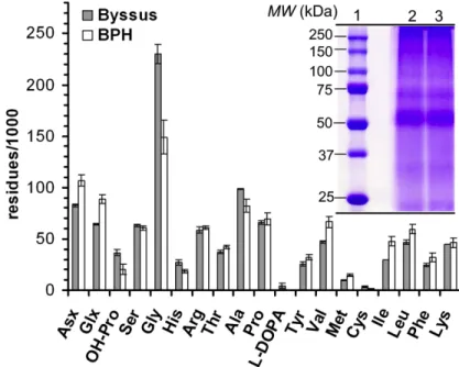 Figure 2.1.  Amino acid analysis of the byssus and of the BPH and (inset) SDS-PAGE of the  purified BPH (lanes 2 and 3)