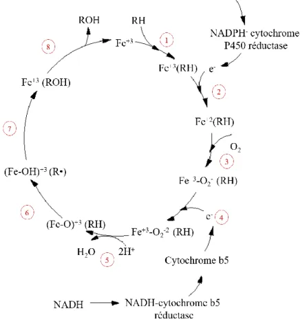 Figure 2 : Cycle catalytique des CYP450s (Figure adaptée de Guengerich, 2001 [28]). 