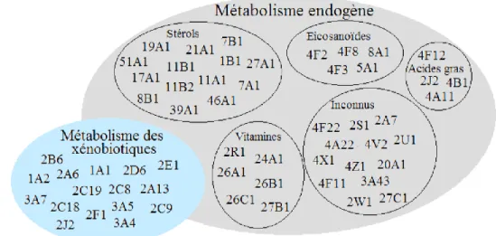 Figure 5 : Les CYP450s impliqués dans le métabolisme des xénobiotiques et des composés  endogènes (Figure adaptée de Tralau et Luch, 2013 [35])