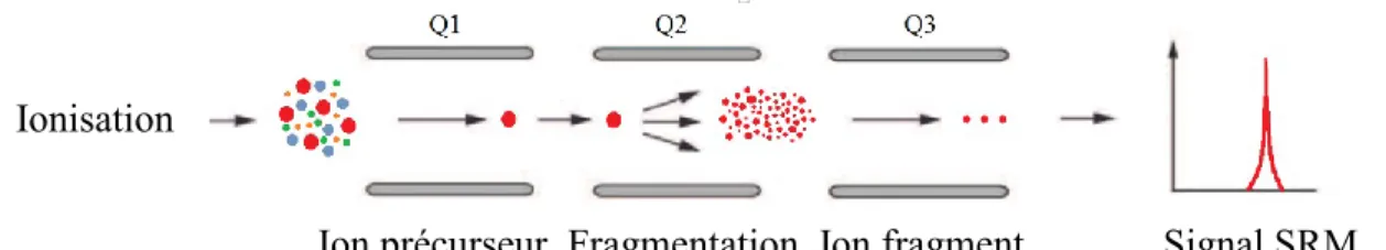 Figure 8 : Fragmentation des ions précurseurs avec un analyseur de type triple quadripôle  (Figure adaptée de Huttenhain et al., 2009 [138])