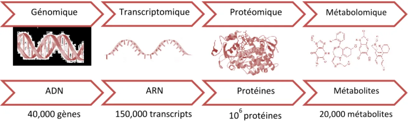 Figure 10 : Schéma représentant les différentes sciences « omiques » (Figure adaptée de  Gerszten et Wang, 2008 [144])