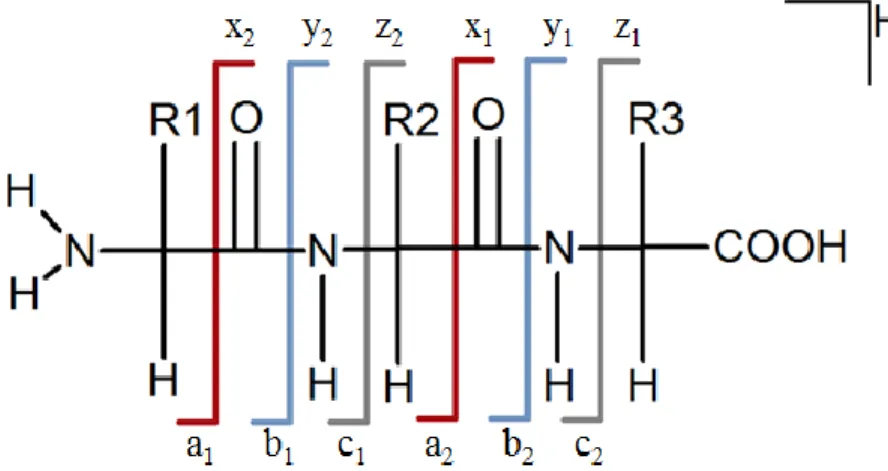 Figure 12 : Nomenclature des ions formés en MS/MS. 