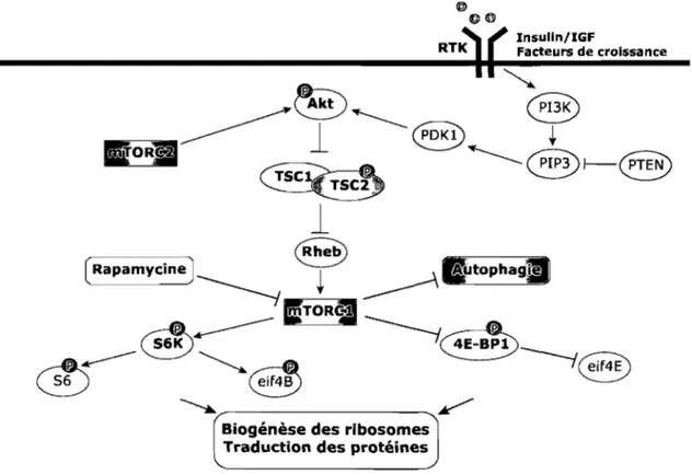 Figure 1.1:  La voie de signalisation PI3K-AKT-mTOR. Flèche: activation; Barre: 