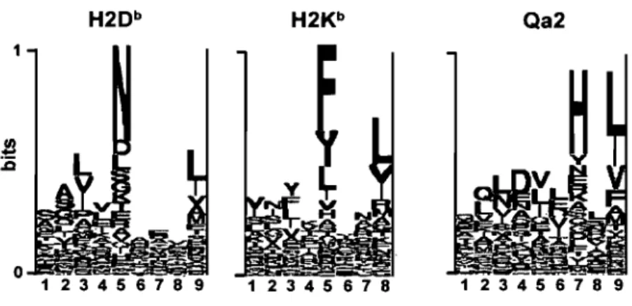 Figure 1.2:  Motifs peptidiques MHC 1 présentés chez des souris de type C57BL/6. Les 