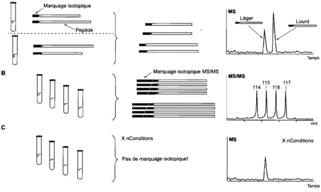 Figure 1.8:  Différentes approches pour la quantification relative en MS.  (A)  IL-MS