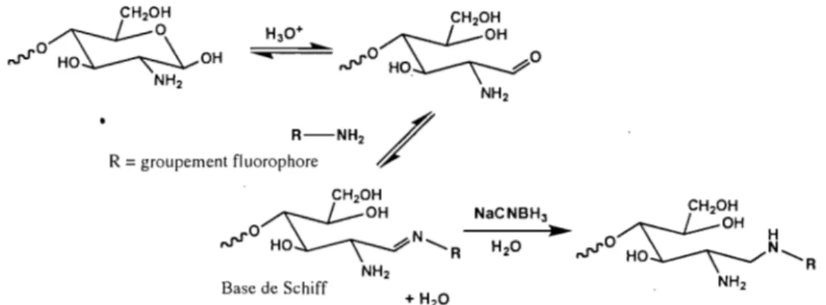 Figure  2.5  Réaction de dérivation des chitooligosaccharides par réduction de J'amine 