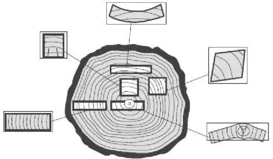Figure 1.1  Déformations d'un échantillon de bois en fonction de sa position dans  1 a bille (Perré et Bade!, 2006)