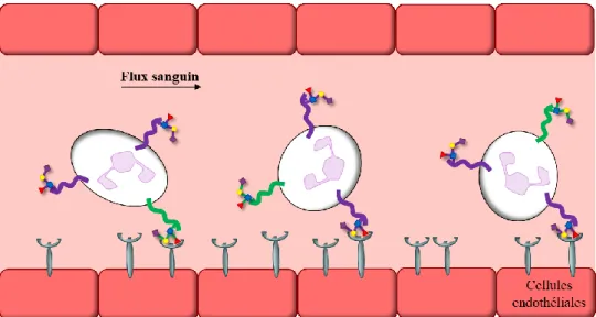 Figure 3.  Roulement et ralentissement des leucocytes médiés par la faible interaction  entre sLe X  et les sélectines E et P