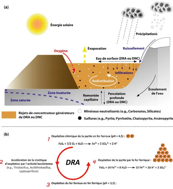 Figure  1.1  Interactions  rejets-atmosphère  et  bilan  hydrique  d'un  parc  à  rejets  de  concentrateur  générateur  d'un  drainage  contaminé  (a);  principales  étapes  du  DRA  dans le cas de la pyrite (b )