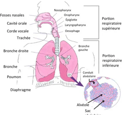 Figure 1 :  Anatomie de l’appareil respiratoire humain. Adaptée avec permission de la réf