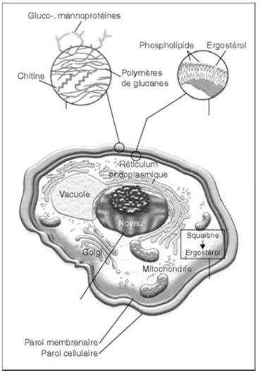 Figure 4 : Aspect microscopique d’une cellule de Candida albicans Adaptée avec la  permission de la réf