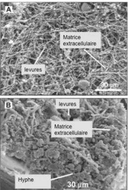 Figure 7 : Microscopie électronique à balayage (MEB) d’un biofilm de Candida albicans  après 24 h de développement sur un cathéter