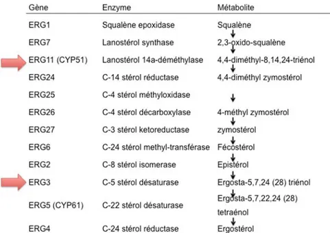 Tableau 2 Biosynthèse de l’ergostérol à partir du lipide squalène. Les flèches rouges  représentent le gène sur lequel les azolés peuvent agir [52] 