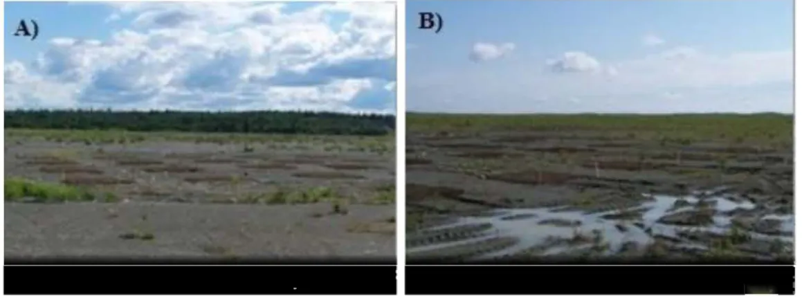 Figure  2.2  Photographs  representing  A)  dry  and  B)  wet zones  that  were  identified  at  Les  Terrains  Aurifères (Québec)