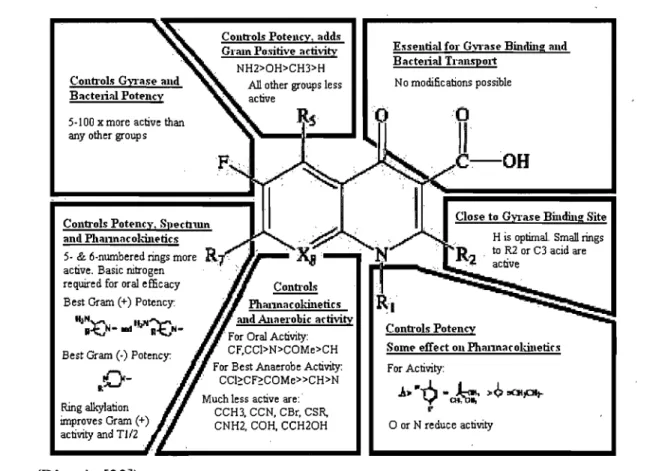Figure 4  :  Activité  antibactérienne  des  fluoroquinolones  en  relation  avec  leur  structure  moléculaire