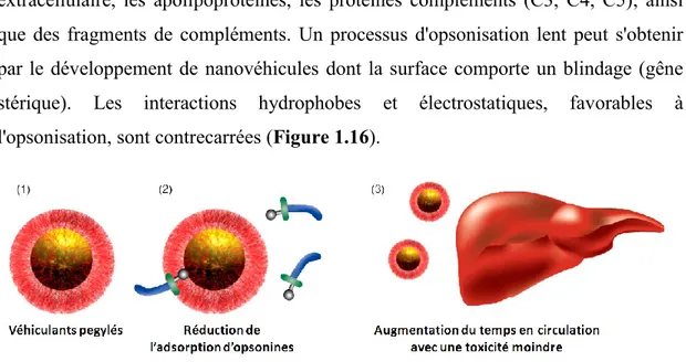 Figure  1.16  Diminution  du  processus  d'opsonisation  de  transporteurs  pegylés  par  le  SRE  (Reproduit avec la permission de Future Medicine Ltd)