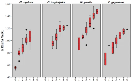 Figure 4.8 Diagrammes en boîtes du rapport de RSEPA sur RL en fonction du  stade dentaire 