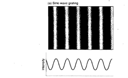 Figure 1 :  Exemple d'un patron sinusoïdal de fréquences spatiales (Palmer,  1999) 