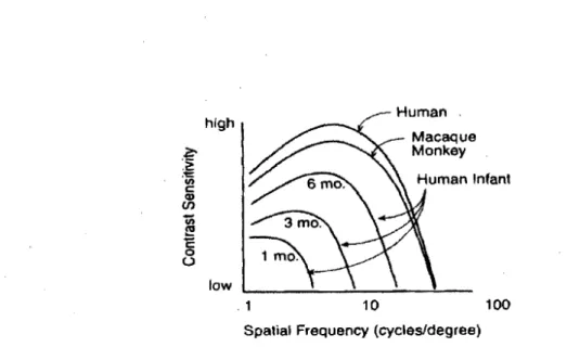 Figure  4: Comparaison  des  courbes CSF entre  l'enfant,  l'adulte et  le  singe  macaque (Atkinson 