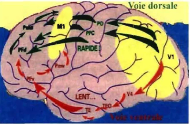 Figure 6 : Les voies dorsale et ventrale 