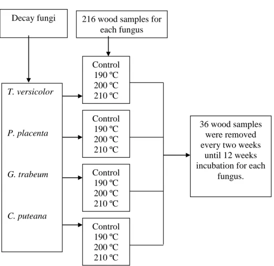 Fig. 1 Tests diagram performed in this study T. versicolor P. placenta G. trabeum C. puteana Control 190 ºC 200 ºC 210 ºC Control 190 ºC 200 ºC 210 ºC Control 190 ºC 200 ºC 210 ºC Control 190 ºC 200 ºC 210 ºC 