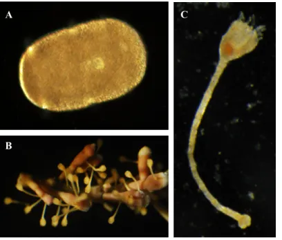 Figure 1.2. Stades larvaires du  comatule  F. serratissima :  A :  Doliolaria,  B : cystidienne et C :  pentacrinoïde