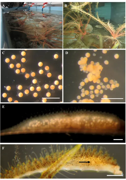 Figure 2.2. A: Crinoids were kept in the dark in tables with flow through seawater. B: Rocks  and bottles taken from their habitat were added to the tables because the animals like to settle  on raised objects from the bottom