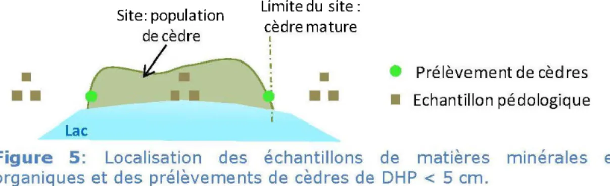 Figure  5:  Localisation  des  échantillons  de  matières  minérales  et  organiques et des  prélèvements de  cèdres  de  DHP  &lt;  5  cm