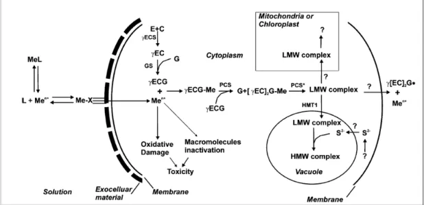 Figure 2 : Schéma général du mécanisme de détoxification des métaux traces par les  phytochélatines dans les algues