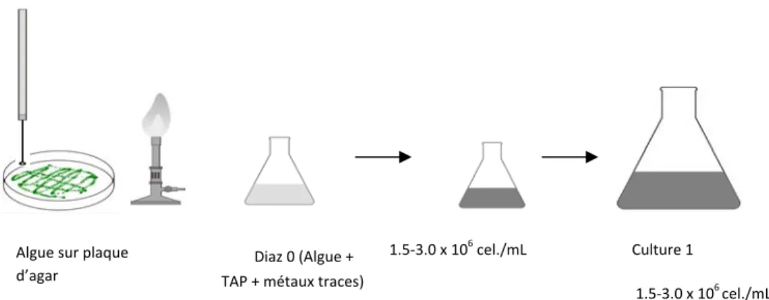 Tableau I : Concentration des macronutriments et des micronutriments dans la  solution de croissance (TAP + traces métaux (MT)) 