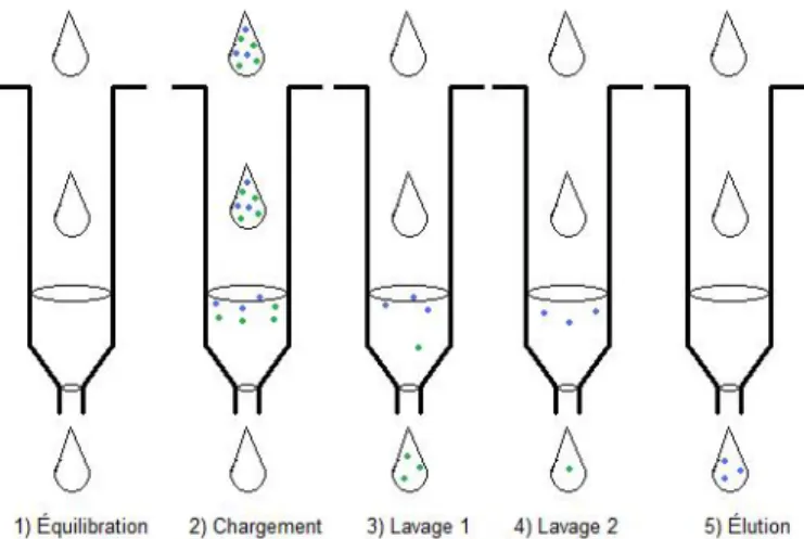 Figure 7: Étapes pour la purification par l’extraction liquide solide (EPS). 