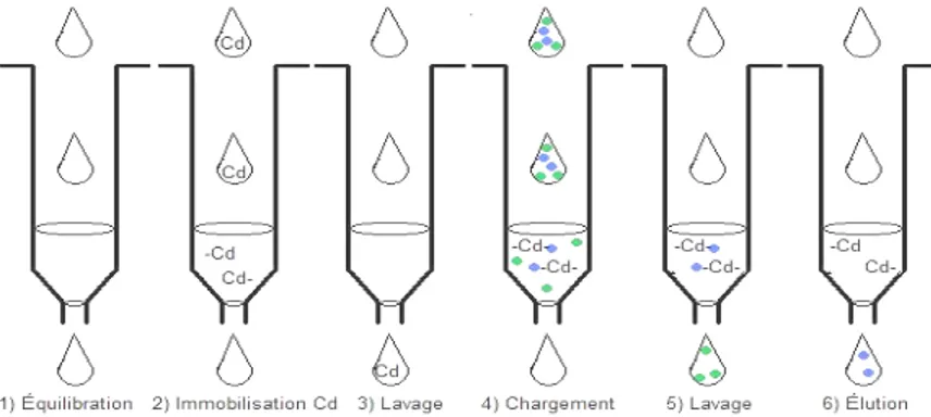 Figure 8 : Étapes pour la purification par la chromatographie d’affinité d’ion  métallique immobilisé.