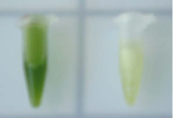 Figure 18 : La solution résultant de l’extraction des phytochélatines des algues (à  gauche) et la même solution filtrée sur une porosité de 0,22  μ m (PVDF, Whatman) (à  droite)