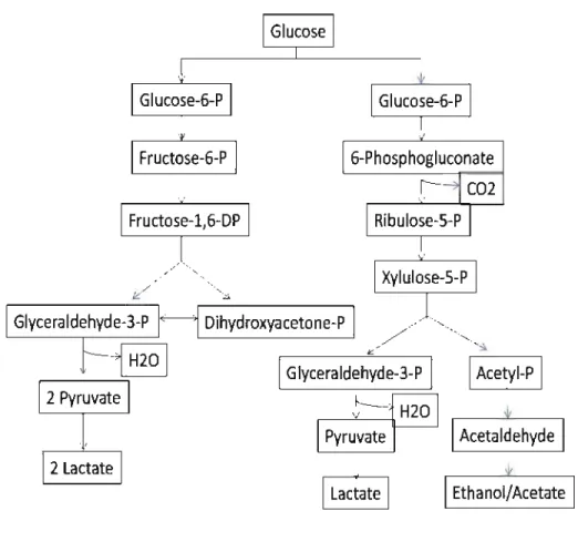 Figure 1.1  Generalized scheme of the pathways of glucose fermentation metabolism in lactic  acid bactetia