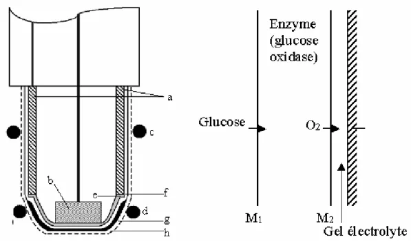 Figure  2.  Schéma  d’un  biocapteur  Clark  pour  la  détermination  du  glucose    [2]