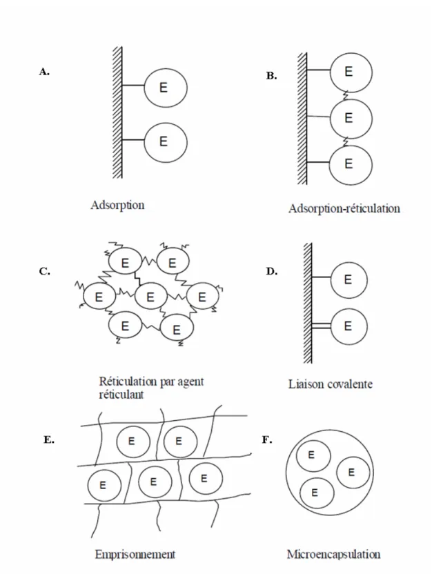 Figure 4. Principales méthodes d’immobilisation d’enzymes (représentées par E)  par  adsorption  (A),  adsorption-réticulation  (B),  réticulation  par  agent  réticulant  (C), liaison covalente (D), emprisonnement (E) et microencapsulation (F), adapté  de