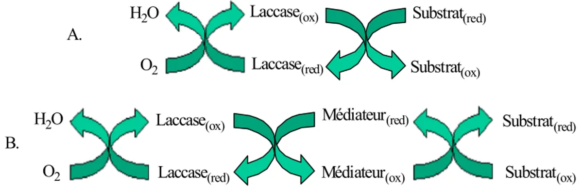 Figure 11. Représentation des oxydations enzymatiques catalysées par la laccase  A. en absence ou B