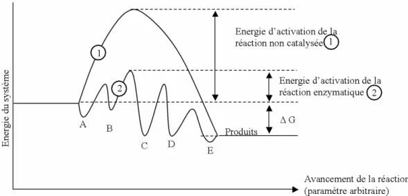 Figure  14.  Schéma  de  l’avancement  d’une  réaction  chimique  du  point  de  vue  énergétique en comparant la réaction catalysée par les enzymes et la réaction non  catalysée  [27] 
