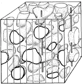 Figure 8.  L’estimation de la surface : La détermination de la densité de surface résulte  du comptage du nombre d’intersections entre une sonde linéaire de longueur connue avec  la surface de la structure étudiée, tel qu’illustré ci-dessus