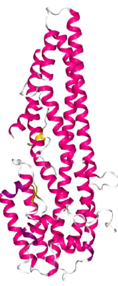 Figure 6 Structure de la Cry6Aa1 (5KUC) 