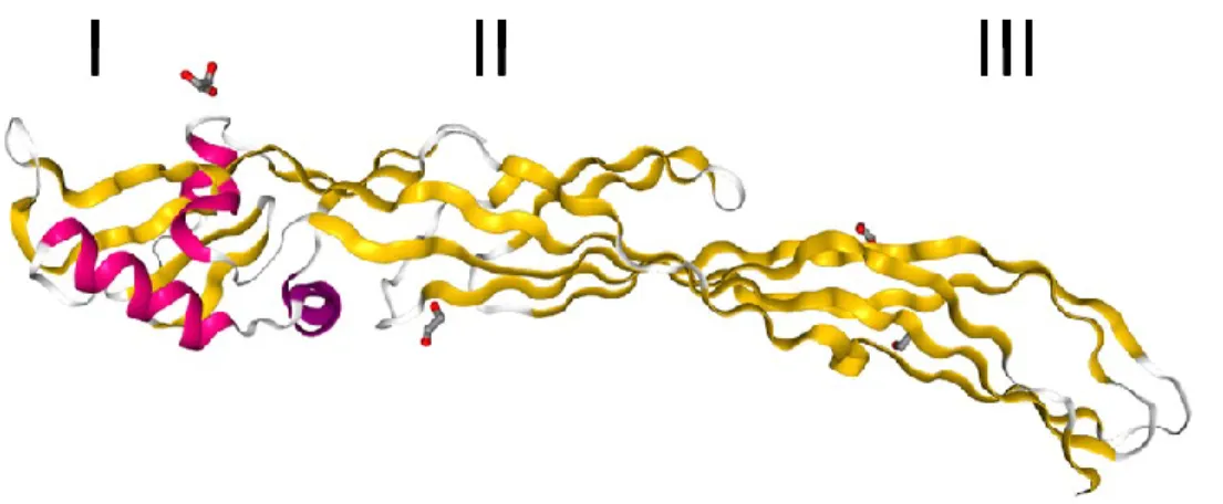 Figure 8 Structure de la Parasporine 2 (2ZTB) 