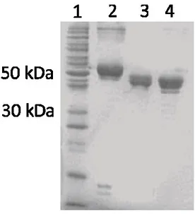 Figure  11  Électrophorèse  de  la  Cry6Aa1.  Les  différentes  pistes  représentent  des  marqueurs  de poids moléculaire (1), la Cry6Aa1 native (2), traitée avec le suc intestinal de la Chrysomèle  (3) ou avec la trypsine (4)