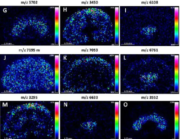 Figure 19.  Images MALDI d’une coupe d’un rein de souris d’une épaisseur de 20 μm. 