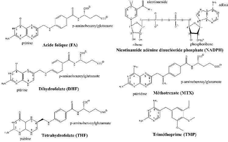 Figure 1-2 Stucture chimiques des différentes molécules pouvant lier le site actif de la hDHFR, ecDHFR ou  DHFR R67 