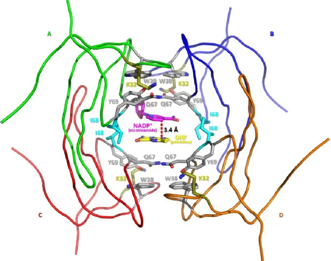 Figure 1-3 Site actif de la DHFR R67 catalysant la réaction de réduction du DHF en présence de NADPH   Cette structure cristalline (PDB : 2RK1) montre l’enzyme homotétramérique DHFR R67 avec une seule paire de  ligands (asymétriques) formant un motif «sand